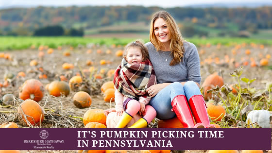 Lancaster Pumpkin Picking