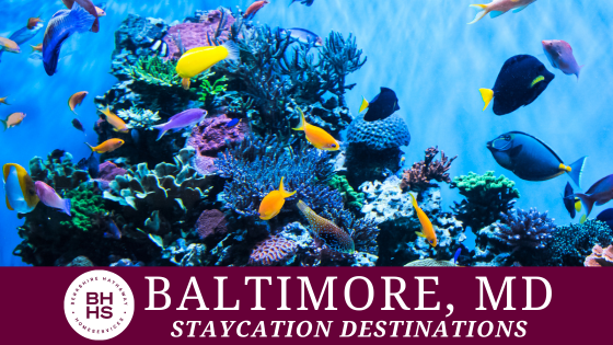 Creative Staycation Ideas: 5 Places to Visit in Baltimore | BHHS Homesale Realty