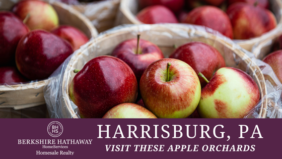 Apple Picking 2022 - Harrisburg, PA - BHHS Homesale Realty