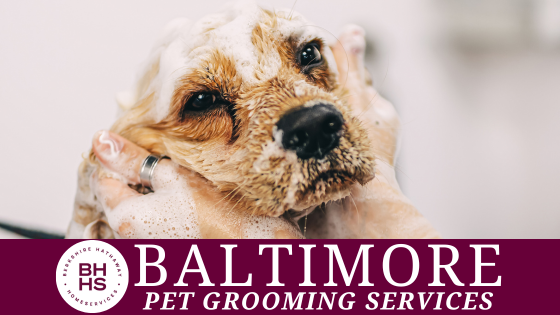 Pet Paradise: CITY's Top Dog Grooming and Pet Care Services | BHHS Homesale Realty