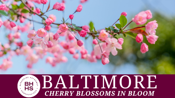Top Cherry Blossom and Spring Bloom Spots in Baltimore | BHHS Homesale Realty