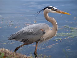 Harrisburg PA Wildwood Heron