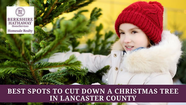 Lancaster County Fresh-cut Christmas Trees
