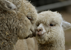 Spring Grove PA Painted Spring Farm Alpacas