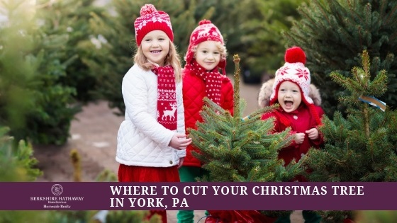 York PA Area Christmas Tree Farms